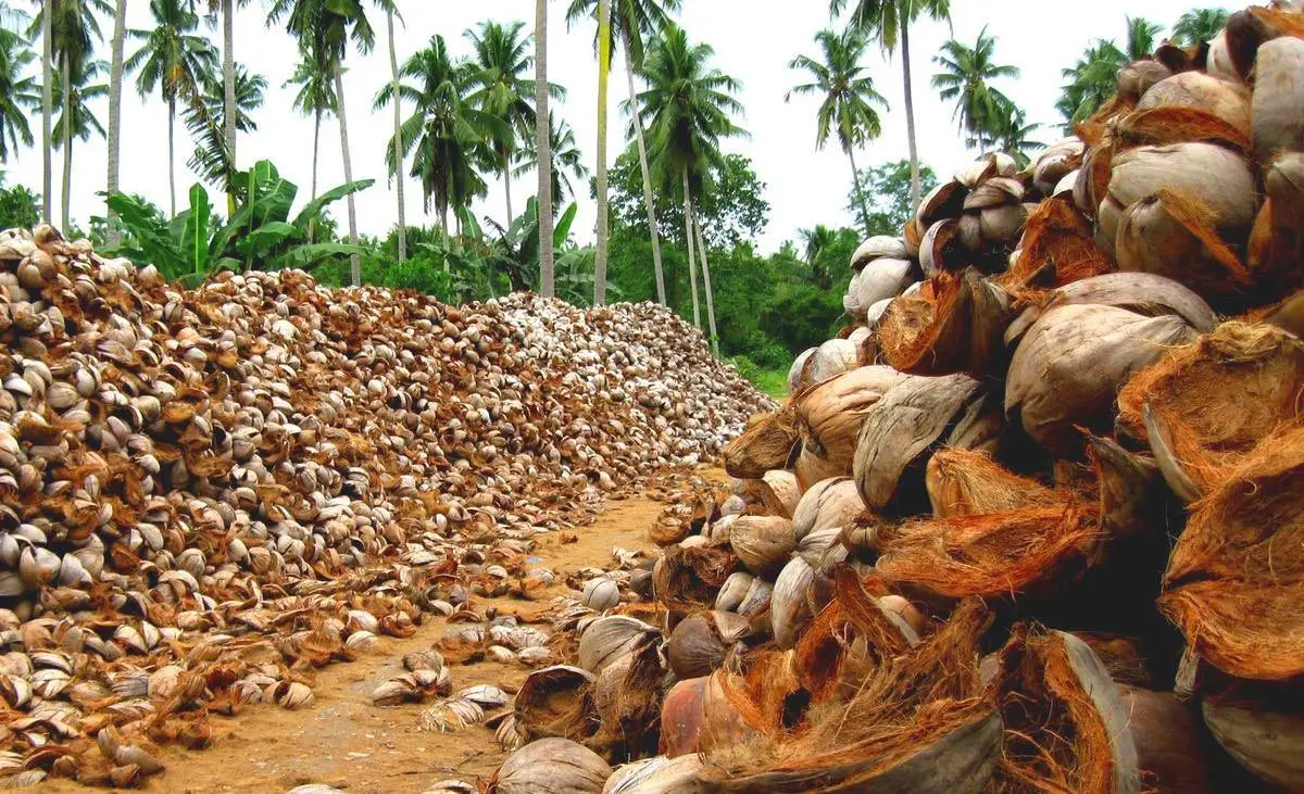 Etapa 1 del proceso del sustrato de coco