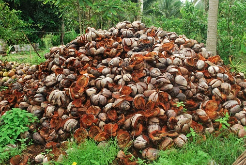 Etapa 2 del proceso del sustrato de coco