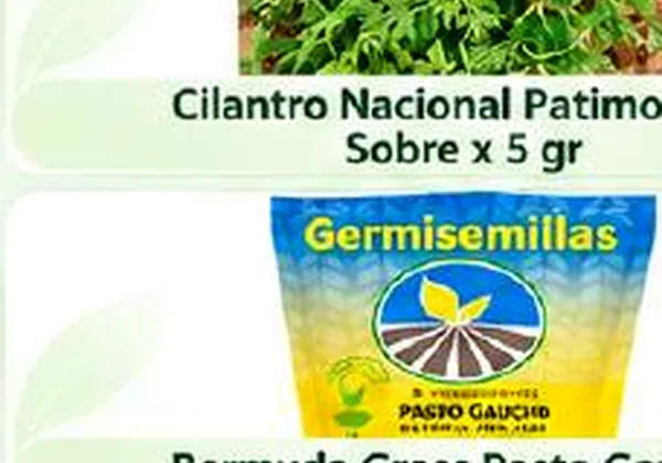 Cilantro Long Standing Bio, sobre x 3 g